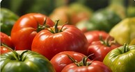 Illustrative close-up of tomatoes and greens